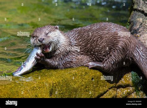 otter fish|Otter .